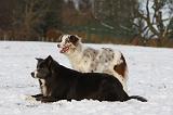BORDER COLLIE 1211